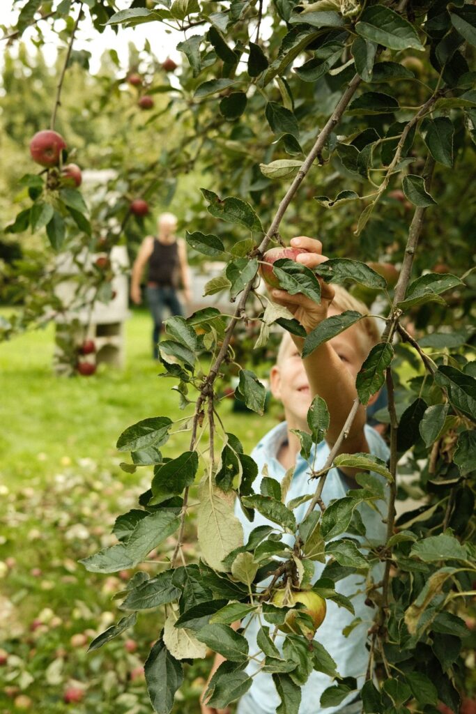 Hand die een appel plukt uit een appelboom in een boomgaard